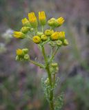 Senecio jacobaea. Общее соцветие с раскрывающимися и развивающимися корзинками. Пермский край, г. Пермь, Ленинский р-н, станция Блочная, разнотравный луг. 18.06.2023.