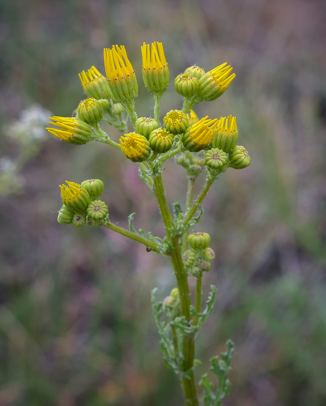 Изображение особи Senecio jacobaea.