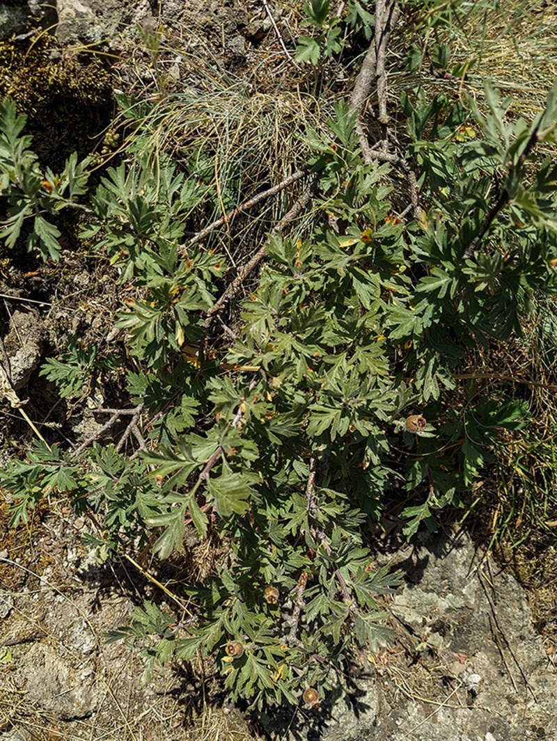 Image of Crataegus orientalis specimen.