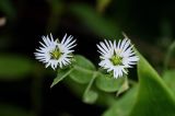 Fimbripetalum radians. Цветки. Курильские о-ва, о-в Кунашир, берег оз. Лагунное, опушка смешанного леса. 18.08.2022.