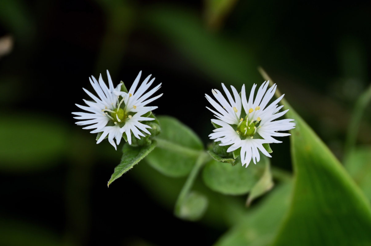 Изображение особи Fimbripetalum radians.