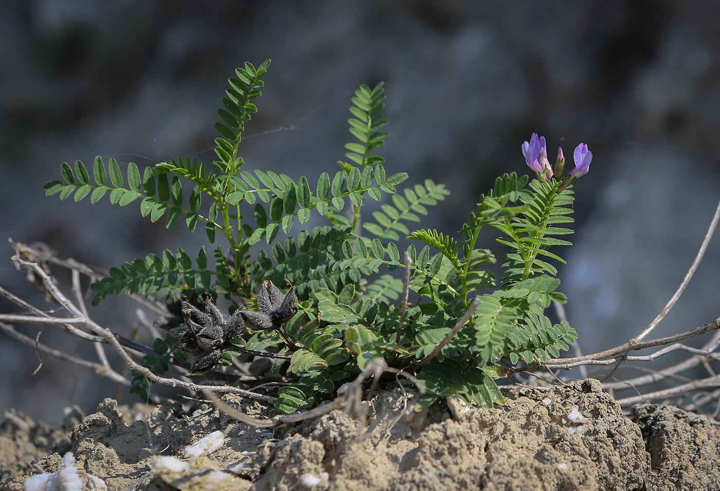 Image of Astragalus danicus specimen.