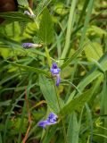 Scutellaria galericulata. Верхушка цветущего растения. Московская обл., г. Дубна, лесопарк, смешанный лес. 17.06.2023.