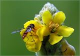 Verbascum thapsus. Цветки с питающейся мухой-журчалкой. Московская обл., Раменский р-н, окр. дер. Хрипань, садовый участок. 18.07.2023.