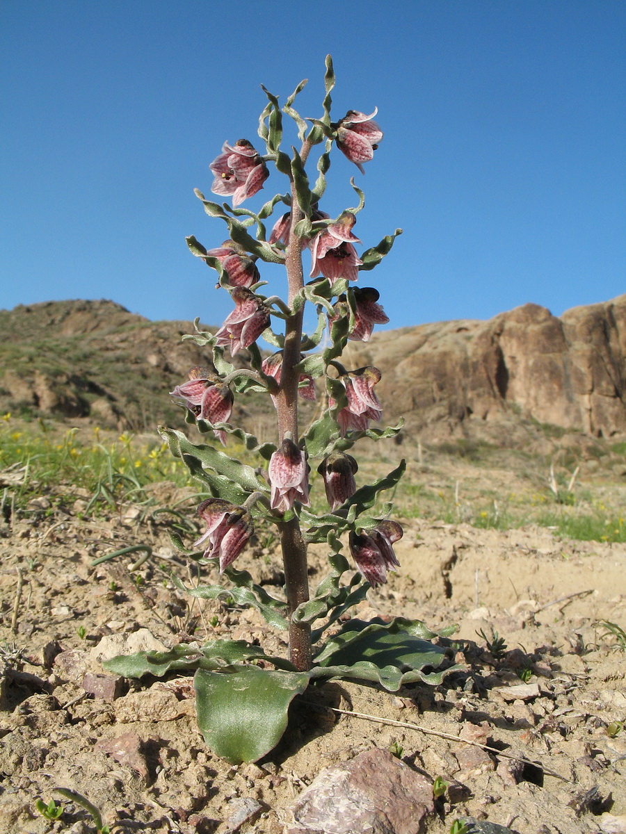 Изображение особи Rhinopetalum karelinii.