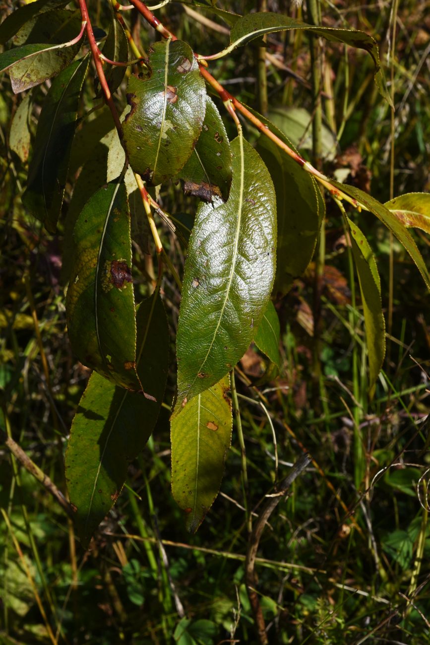 Изображение особи Salix pentandra.