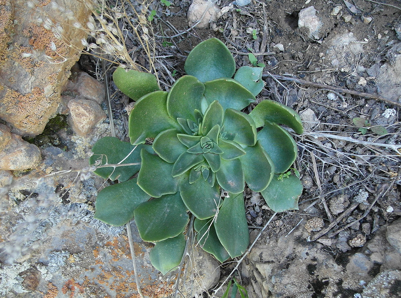Image of Rosularia glabra specimen.