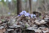 Hepatica nobilis