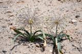 Allium baissunense