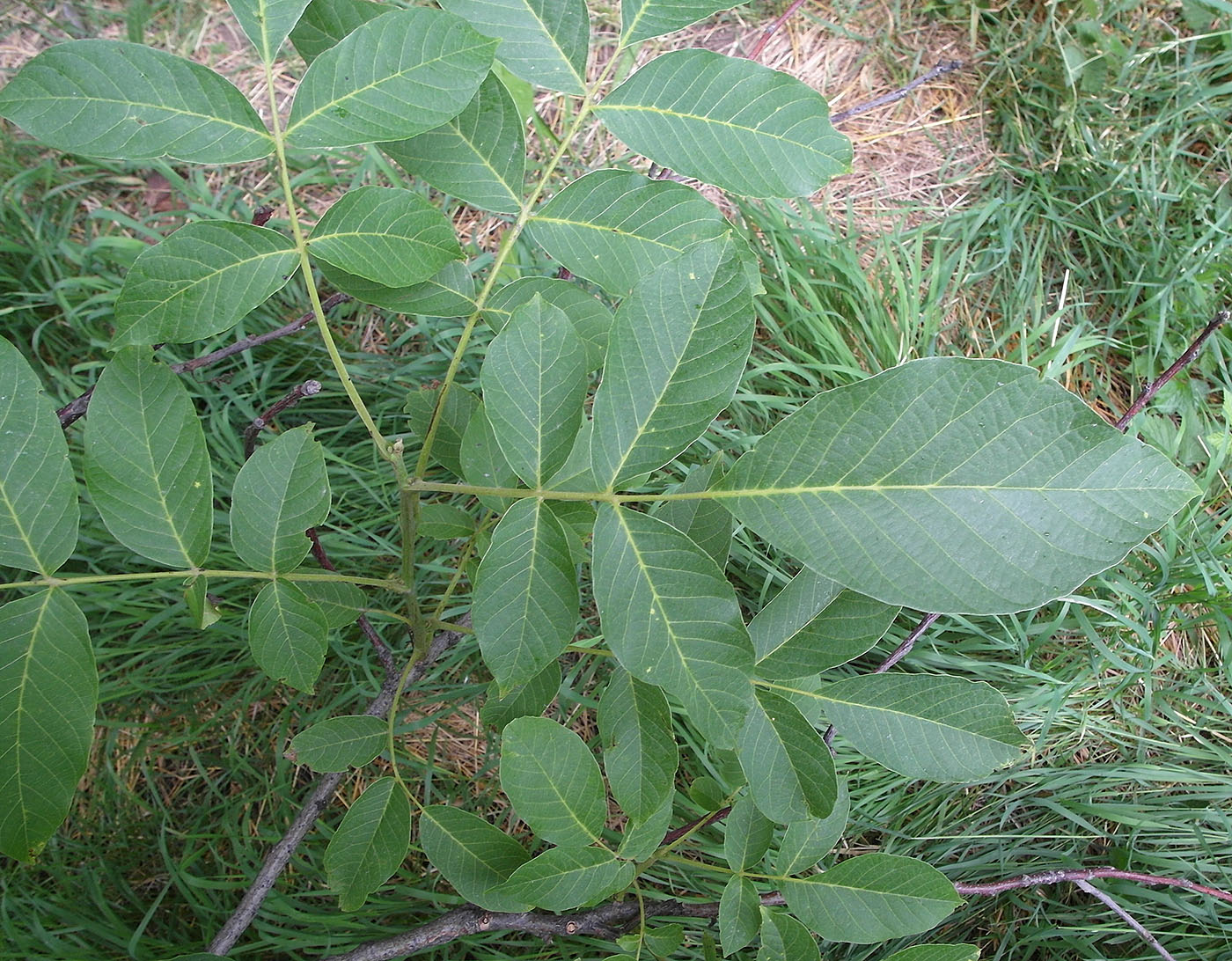 Изображение особи Juglans regia.