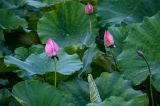 Nelumbo nucifera