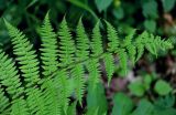 Athyrium filix-femina