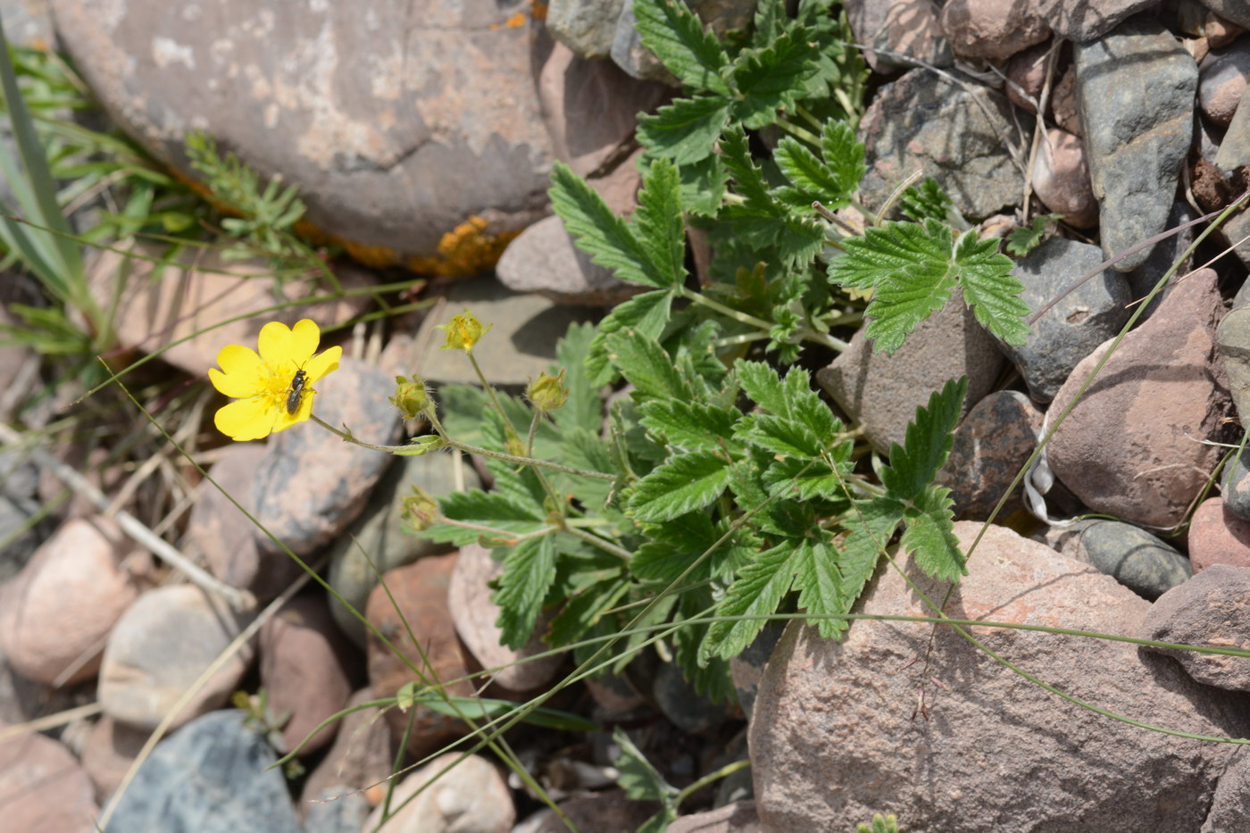 Image of Potentilla nivea specimen.