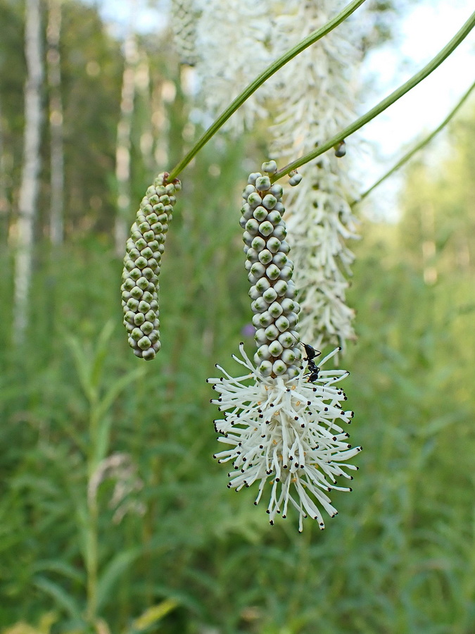 Image of Sanguisorba parviflora specimen.