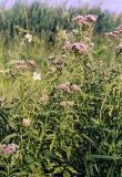 Eupatorium cannabinum