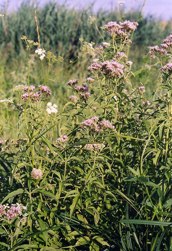 Image of Eupatorium cannabinum specimen.