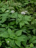 Aegopodium podagraria
