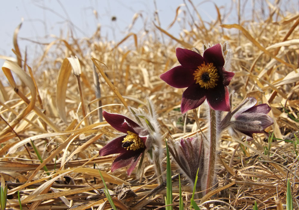 Image of Pulsatilla cernua specimen.