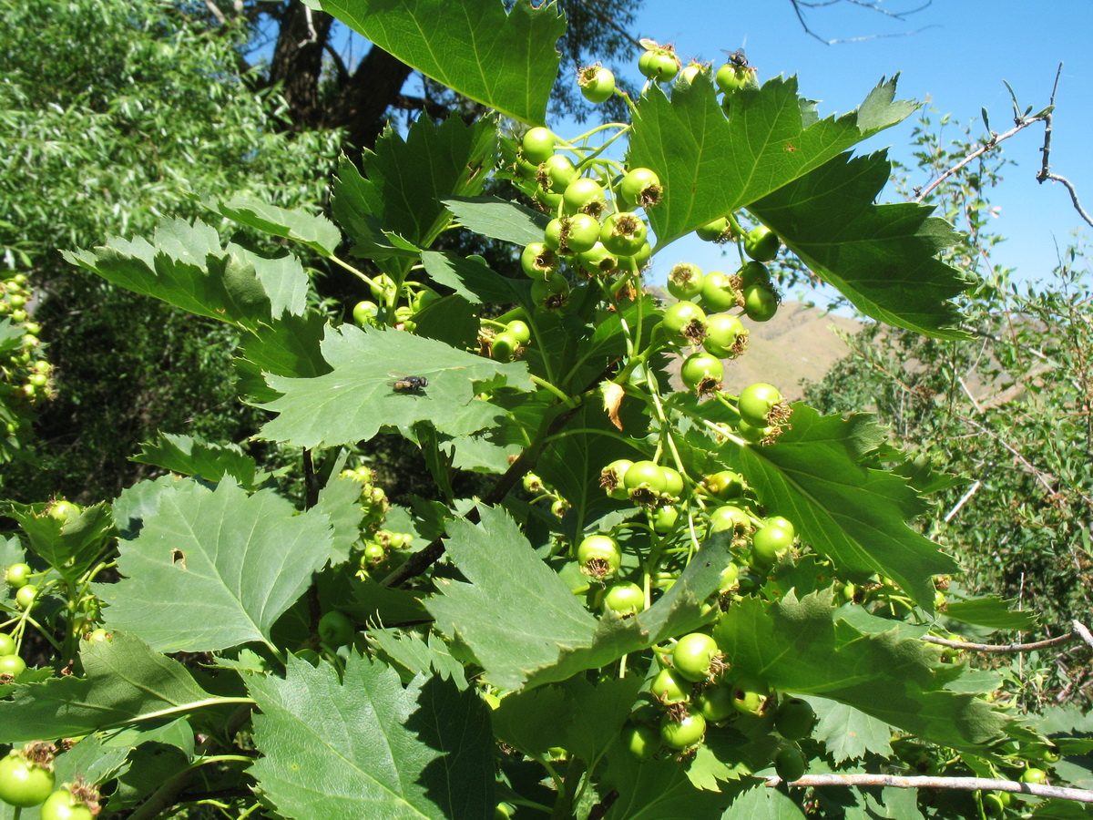 Image of Crataegus songarica specimen.