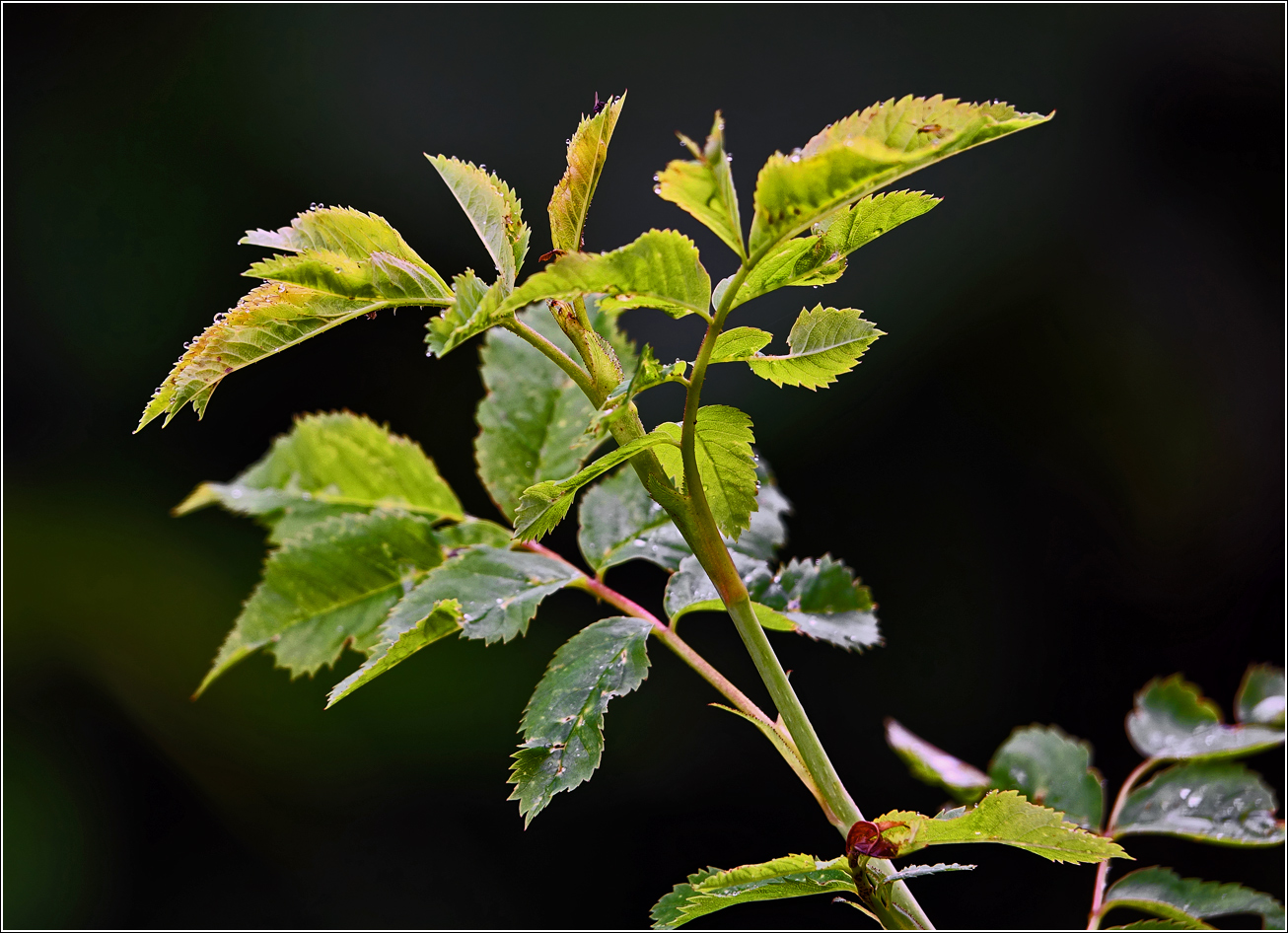 Image of genus Rosa specimen.