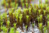 Polytrichum juniperinum