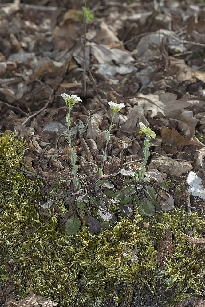 Image of Noccaea macrantha specimen.