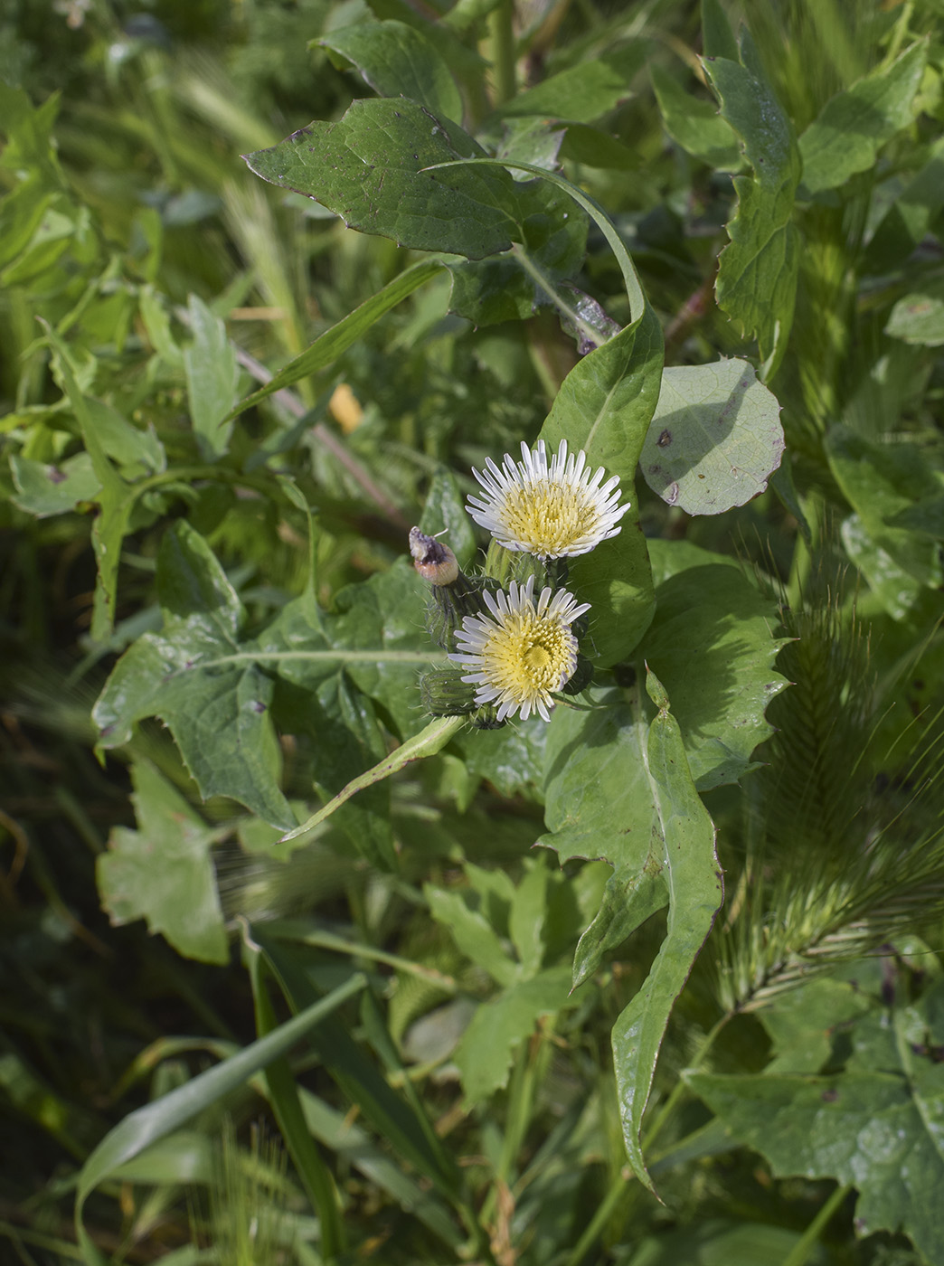 Image of Sonchus oleraceus specimen.