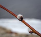genus Salix