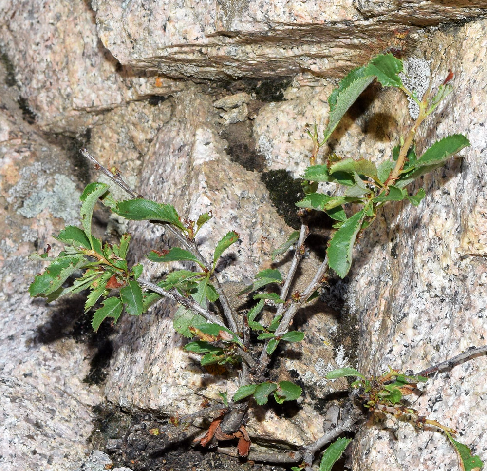 Изображение особи Cerasus erythrocarpa.