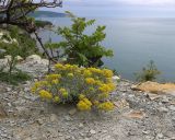Odontarrhena obtusifolia. Цветущее растение. Краснодарский край, м/о г. Геленджик, окр. с. Кабардинка, мыс Пенай, кромка обрыва над морем, мелкощебнистая россыпь из расслоившейся материнской породы. 03.05.2025.