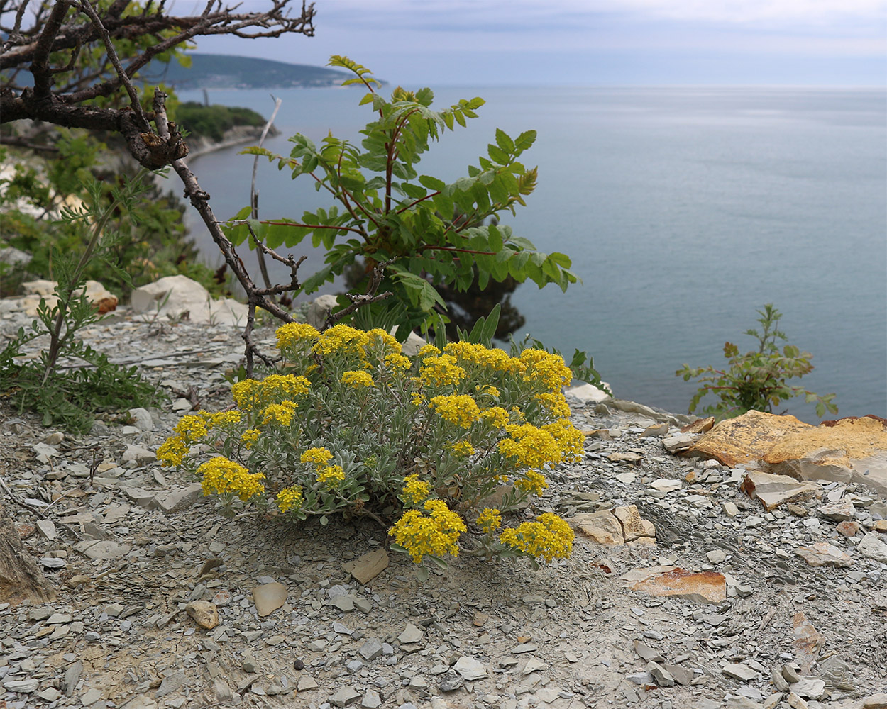 Image of Odontarrhena obtusifolia specimen.