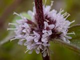 Mentha × gracilis. Соцветие в каплях дождя. Московская обл., Талдомский р-н, окр. СНТ \"Живописное\", просека под ЛЭП, луг. 12.08.2024.