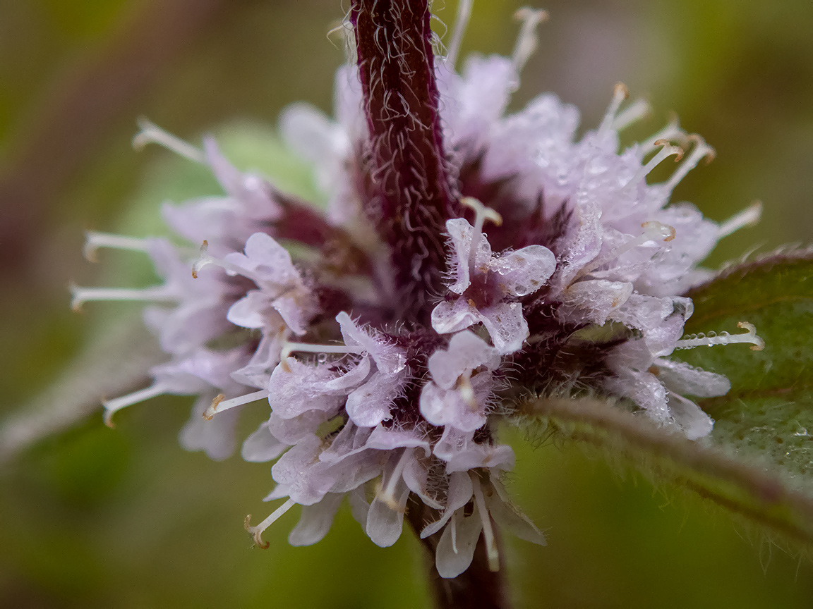 Image of Mentha × gracilis specimen.