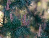 Pinus sylvestris