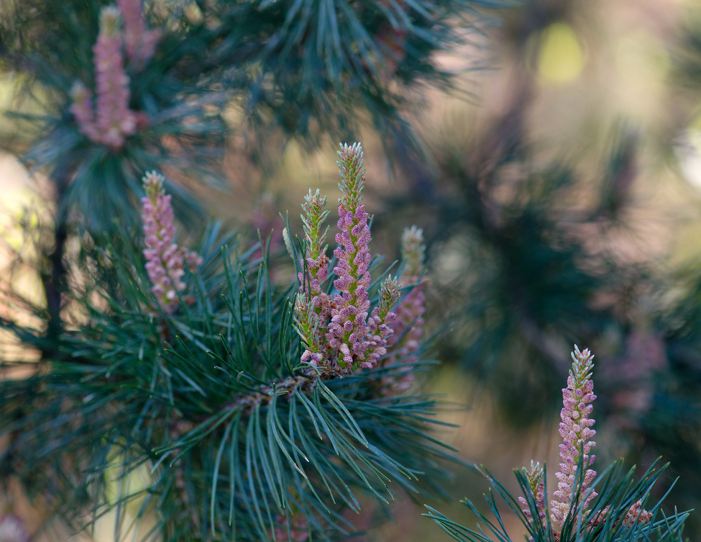 Изображение особи Pinus sylvestris.