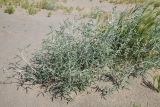 genus Astragalus. Цветущее растение. Таджикистан, Хатлонская обл., р-н Джайхун, окр. с. Нижний Пяндж, пустыня Карадум, грядово-бугристые пески. 15 апреля 2025 г.