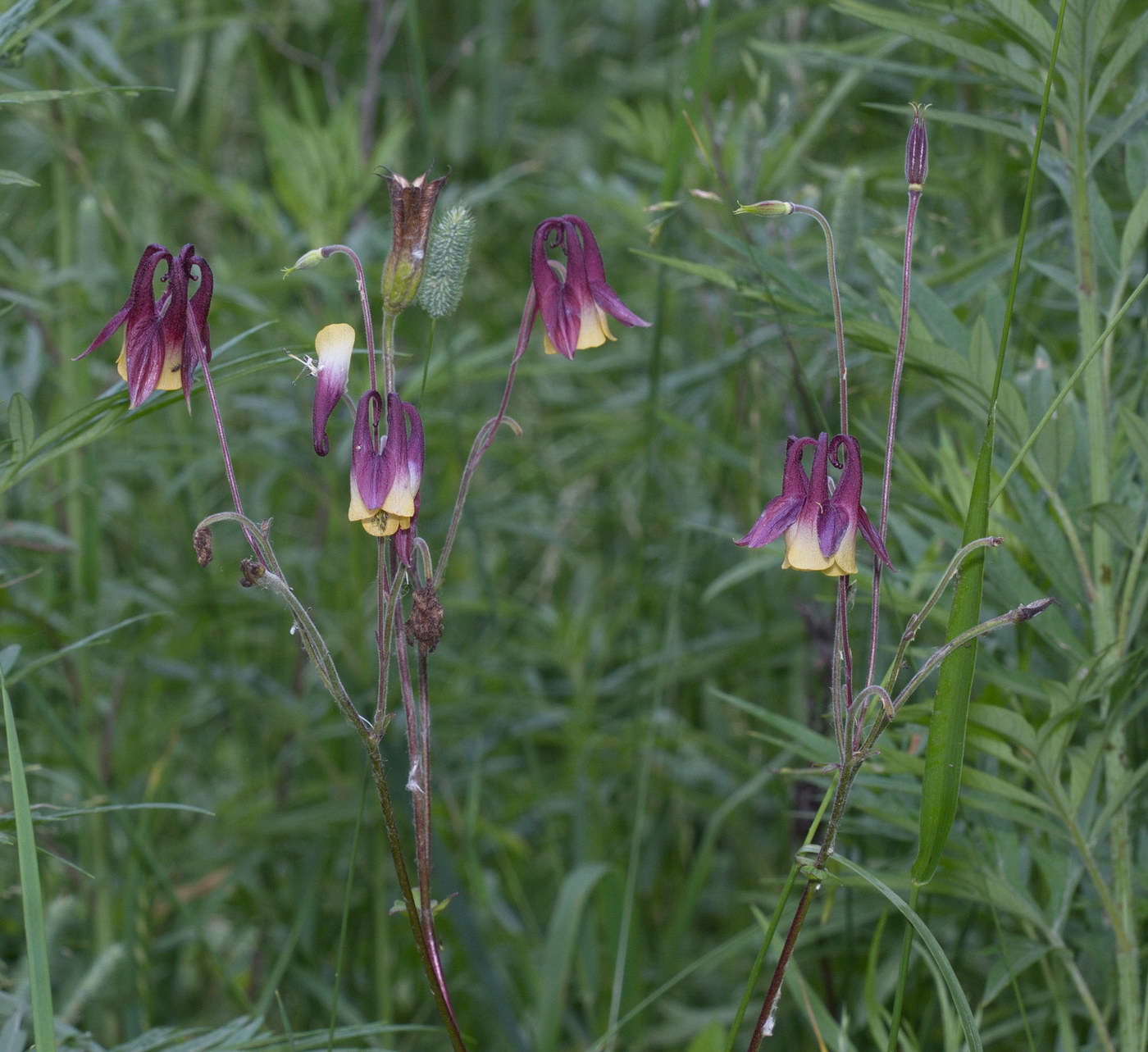 Image of Aquilegia oxysepala specimen.