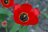 genus Tulipa