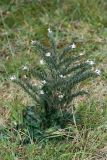 Echium biebersteinii