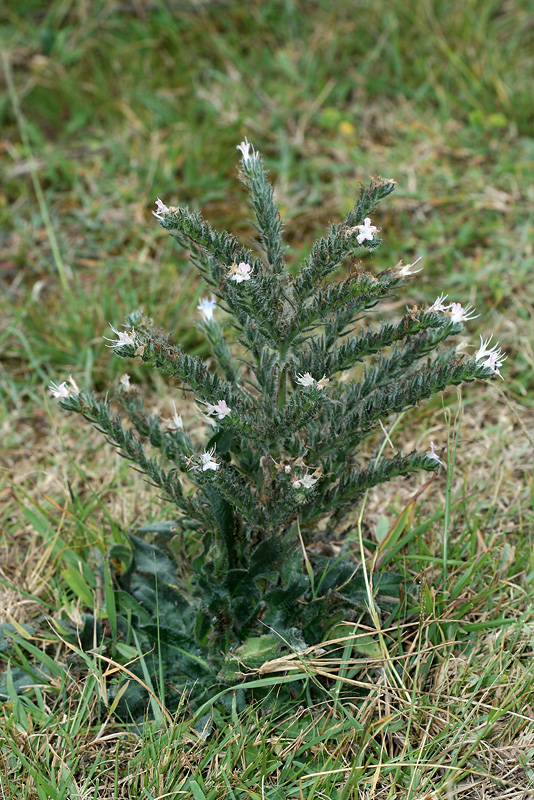 Изображение особи Echium biebersteinii.