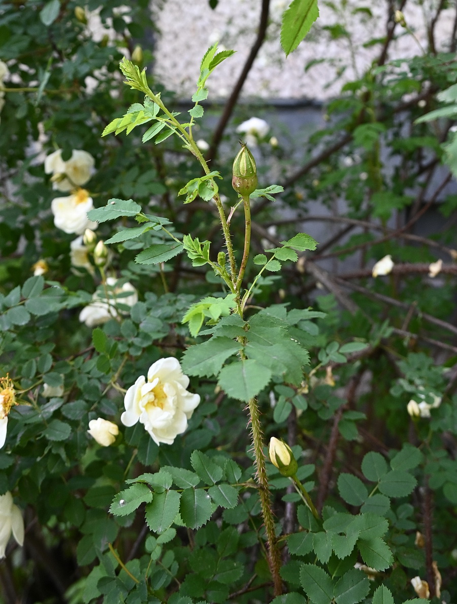Image of Rosa spinosissima specimen.