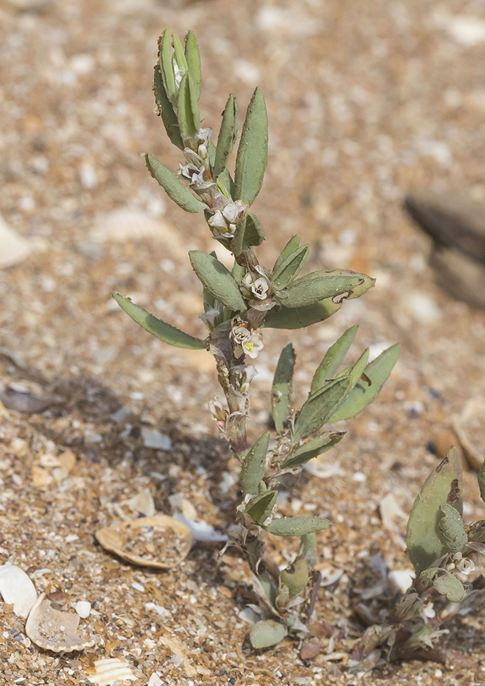 Image of Polygonum maritimum specimen.