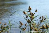 Cyperus glomeratus. Верхушки побегов с соплодиями. Приморский край, Октябрьский р-н, окр. с. Чернятино, дол. р. Раздольная на левом берегу, пойма, на илистой отмели. 08.09.2025.