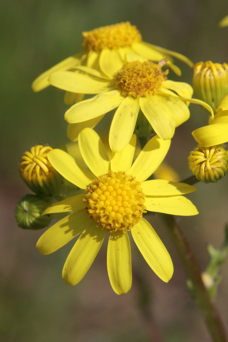 Image of Senecio vernalis specimen.