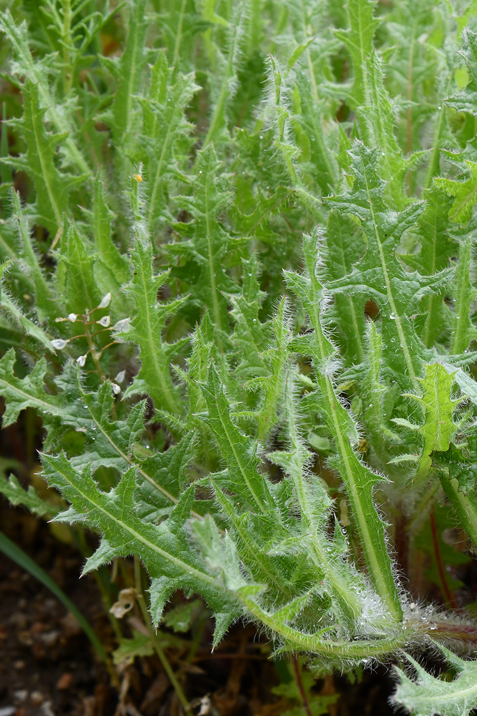 Image of Centaurea benedicta specimen.