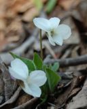 Viola hirta