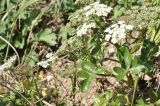 семейство Apiaceae