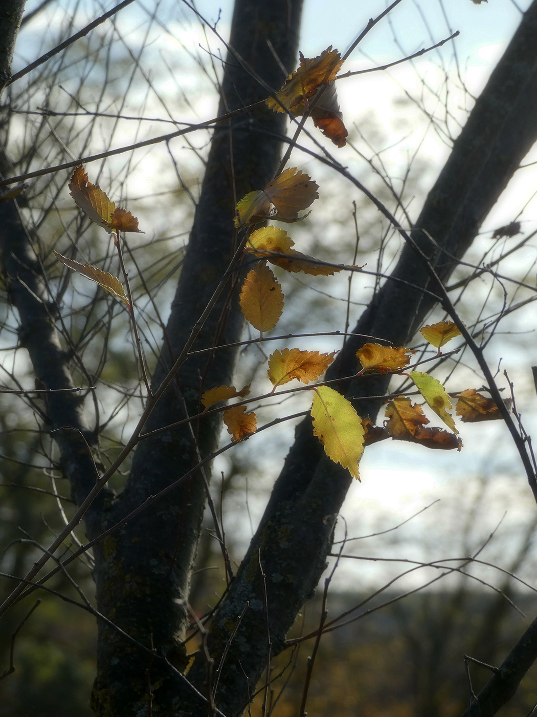 Изображение особи Ulmus pumila.