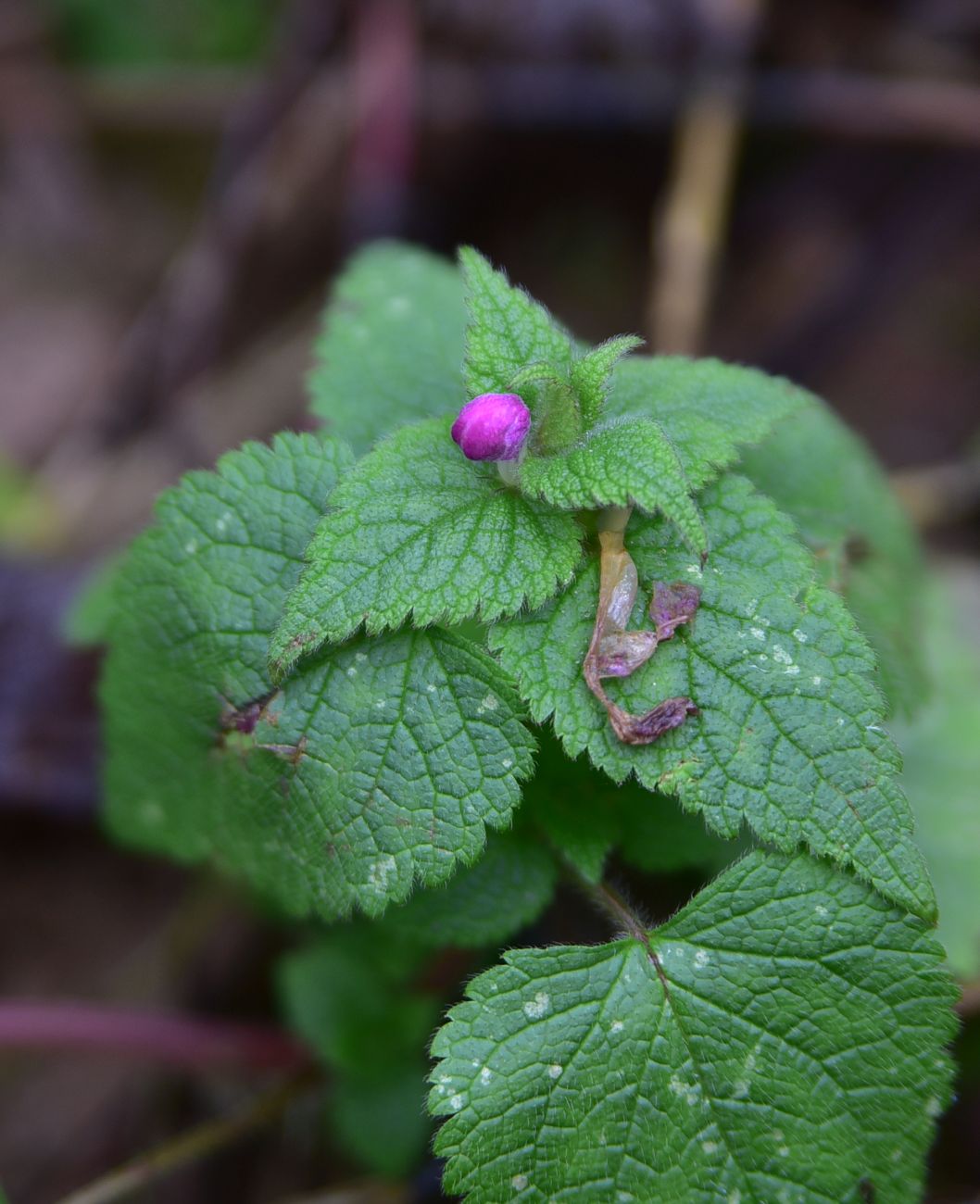 Image of Lamium maculatum specimen.