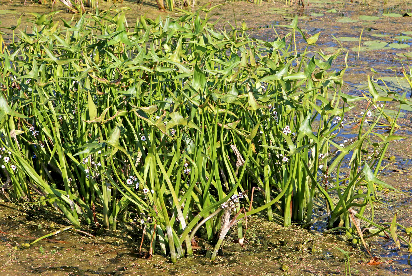 Изображение особи Sagittaria sagittifolia.